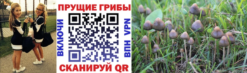 OMG вход Вольск Галлюциногенные грибы мухоморы где продают